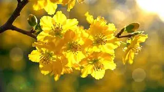 Video Background - Hoa mai nở (Nền Led Mừng Xu&acirc;n)