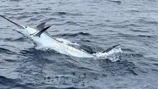 LIVE BAITING FOR BLUE MARLIN + YELLOWFIN TUNA - Ep 47