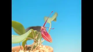 Restrepia cymbula  (orchid)