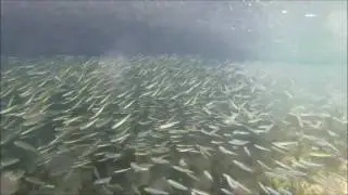 minnow run