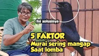 TIPS MENGATASI MURAI BATU YANG SERING MANGAP SAAT DI GANTANGAN ‼️