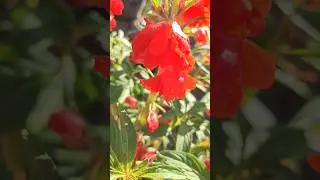 flower garden #gardenflowers #garden #flowergarden #flowers #popular #trending #malayalam #kerala
