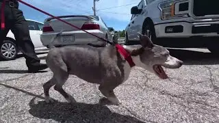 How this senior dog became a beloved police therapy K-9: Ready Pet GO!