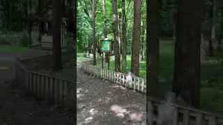 White flycatcher. Мухоловка білошия.