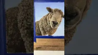 Sheep! #art #patreon #softpastel #animals #sheep