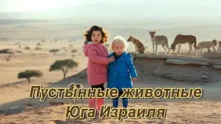 Гуляем по искусственному озеру Ерухам - Израиль 