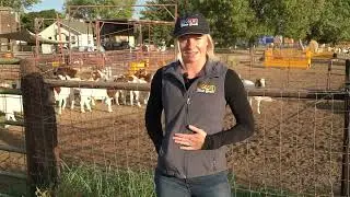 2022 California Farm Bureau Farm Dog Contest Winner - Rip
