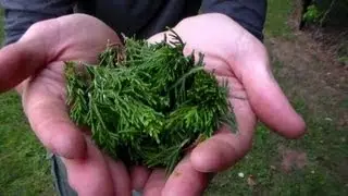 Foraging Edible Plants - Gathering Eastern Red Cedar (Leaves) for Apothecary | Wild Food