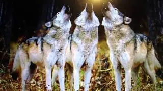 coyotes sony desktop