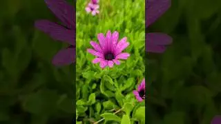 Purple Daisies and Dewdrops