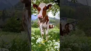 Funny swiss Animals 🐄🐮🐏 #switzerland #travel #youtubeshorts #funnyanimals