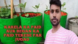 karela ka paid aur began ka paid Terese par Jugad 🍆🥒#tree #love #treelovers