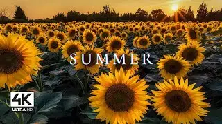 Summer calm| Relaxing summer nature| Hush Tunes