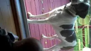 River trying to feed Cabo and animal noises