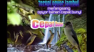 masteran opior jambul full isian dengan suara air untuk terapi