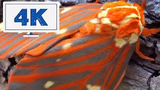 Hickory Horned Devils - Regal Moth - 4K Quality - Saturniidae (HD) - No Commentary
