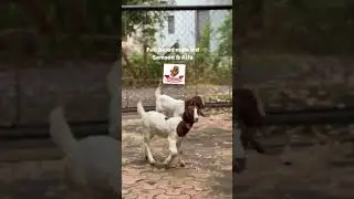 full blood Boer male kid.8329366830 #boergoatbreeder #boergoat #goat #fullbloodboer #goatbreed#viral