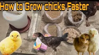 How To Grow Chicks Fast 🐥🐣🐔 || Chicks Growing Food & Tips 🥫🥦😋