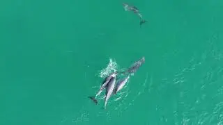 Male Dolphin Alliances in Mandurah