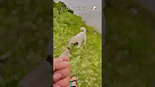 Lᴜᴄᴋʏ 🤍 #dog #lebradorlovers  #lebra #viral #youtubeshorts #tranding #sorts #shorts #dog