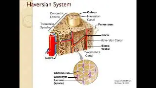 Skeletal Anatomy- Bone Tissue