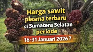 Harga TBS sawit plasma terbaru di Sumatera Selatan periode 16-31 Januari 2026?