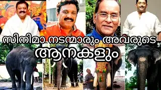 സിനിമാ നടന്മാരും അവരുടെ ആനകളും | Superstars and their elephants | Malayalam |