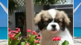 Dixie 2-5 months old Parti color Tibetan Spaniel(Tibbie)