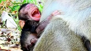 BreakingHeart, Newborn Monkey Clora Cry So Hurt, Water Drop Down In Eyes,Why Mom Cora Care LessThis?