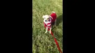 sky , adoptable puppy aaofus