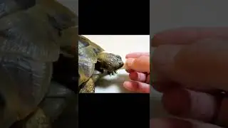 リクガメムゥさんの前に桃１つ　#リクガメ#shorts #turtle#