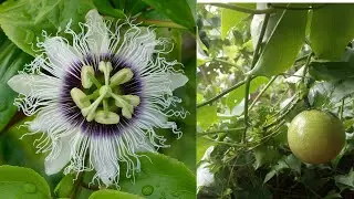 Semees Dreams / passion fruit / passion fruit plant/ passion fruit panthal