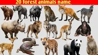 🌳 Forest Animals Learning for Kids | Jungle Janwar Naam, Sounds & Fun Education Video 🐯🦁🐘