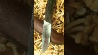 Benchmade knives saddle mountain skinner
