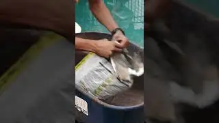 Concrete Mixing ASMR #shorts