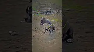 #shorts #tranding #youtubeshort #dog #viral #breed pitbull new video 📸📷#edit