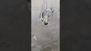 Octopus Hidden Talent 🐙 #shorts