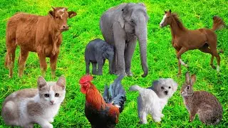 Beautiful Animal Moments: Cat, Elephant, Goat, Horse, Puppy, Rabbit, Cow - Funny Farm Animal