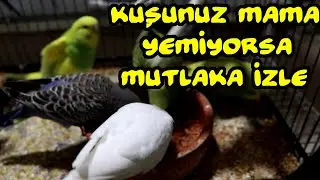 Muhabbet Kuşum Mama Yemiyor Ne Yapmam Lazım l VLog