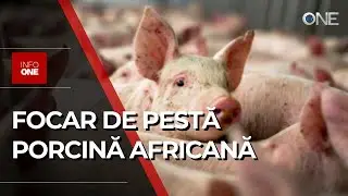 INFO ONE - 65.000 DE PORCI VOR FI NIMICIȚI