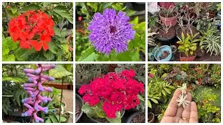 Terrace Garden Overview ! February Garden Work🪴 Repotting plants #repotting #gardenwork 🌺🌼