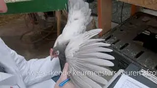 Erkenningskeuring Lakenvelder Blauw (Aflevering 8)