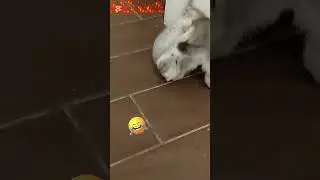 c Regie at MGA bibies warda and star #cat #catvideos