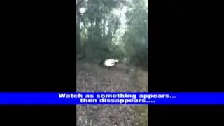 Floating leaf and white apparition - WTF????