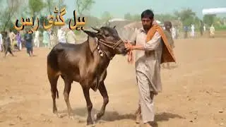 GHIRLA BAIL DORH JELSA BAIL DOOR 2017 /8 part 2 race wala game