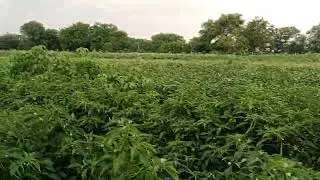Best  chilli armour BASF 75 days plot मिर्ची भरघोस उत्पादन.. पावसाळ्यात लागवडी योग्य... armour