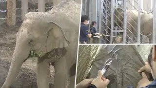 ゾウの赤ちゃん誕生間近…国内初！砂の上で、自由な場所で「ゾウのゾウによる出産」目指す　札幌市円山動物園