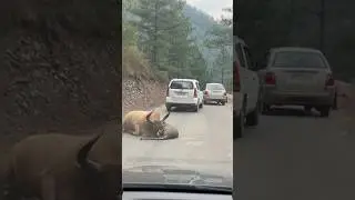 Leopard Attack on Cow 😱 | Mountain Road Shocking Video | #aishorts #leopardattack #urbanshaik