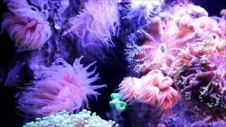 Chris Tran's LPS Shallow Reef