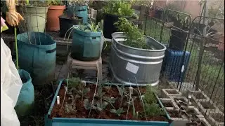 POV: &ldquo;Hoop House Set-Up/Protect your plants from pest and weather&rdquo; #garden #gardening #howto 